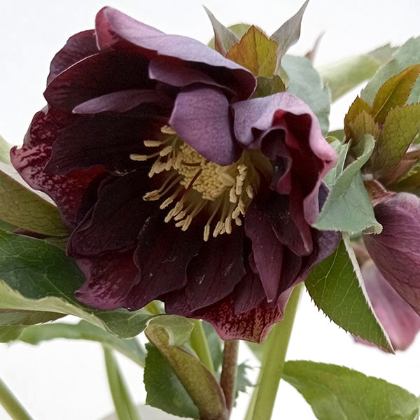 園芸ネット本店｜クリスマスローズ：ダブルエレン（パープル）24-05／5