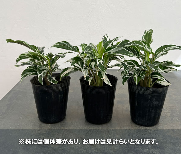 カラテア:ホワイトフュージョン 3.5号ポット