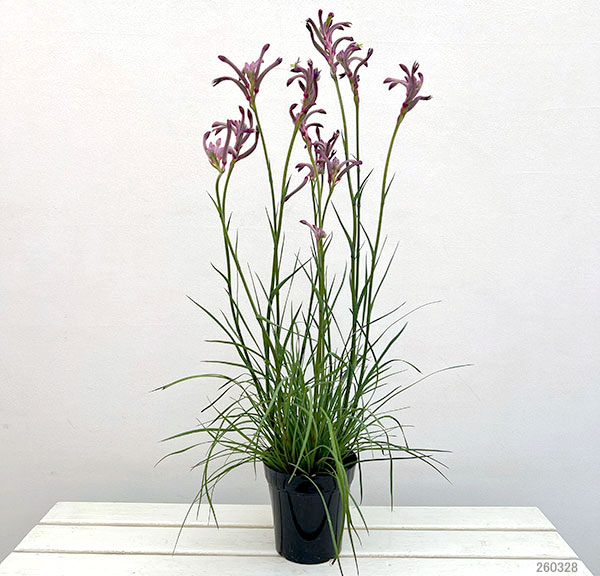 園芸ネット本店｜カンガルーポー：カーニバル（濃紫・紫）5号鉢植え