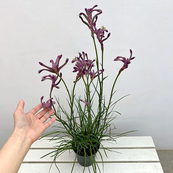 園芸ネット本店｜カンガルーポー：カーニバル（濃紫・紫）5号鉢植え
