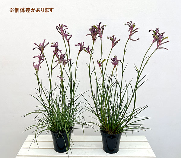 カンガルーポー：カーニバル（濃紫・紫）5号鉢植え*