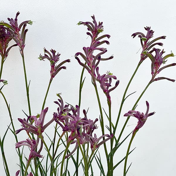 園芸ネット本店｜カンガルーポー：カーニバル（濃紫・紫）5号鉢植え