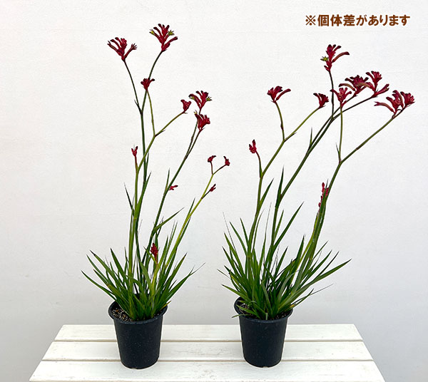 カンガルーポー：ブッシュエレガンス（バーガンディ）5号鉢植え