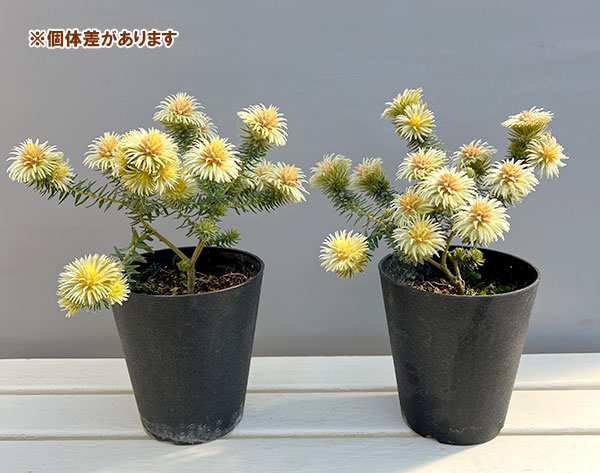 園芸ネット本店｜フィリカ プベッセンス：ワフトフェザー 5号鉢植え の