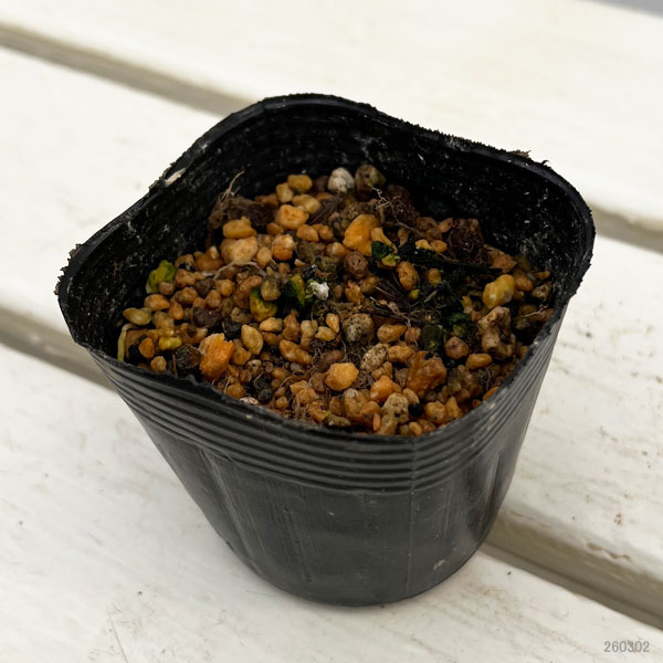 ギボウシ(ホスタ・小型タイプ):ウバタケギボウシ2.5号ポット