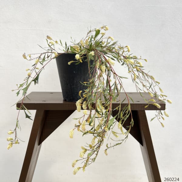 園芸ネット本店｜グレビレア：シナフィー（シナフェア） 5号鉢植え の