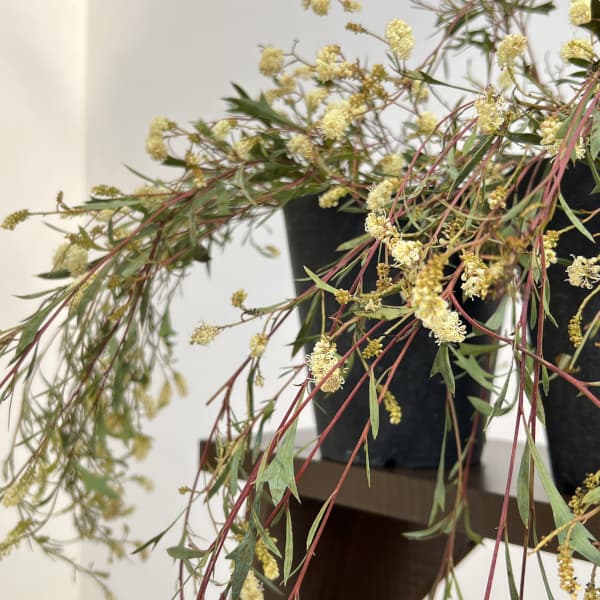 園芸ネット本店｜グレビレア：シナフィー（シナフェア） 5号鉢植え の