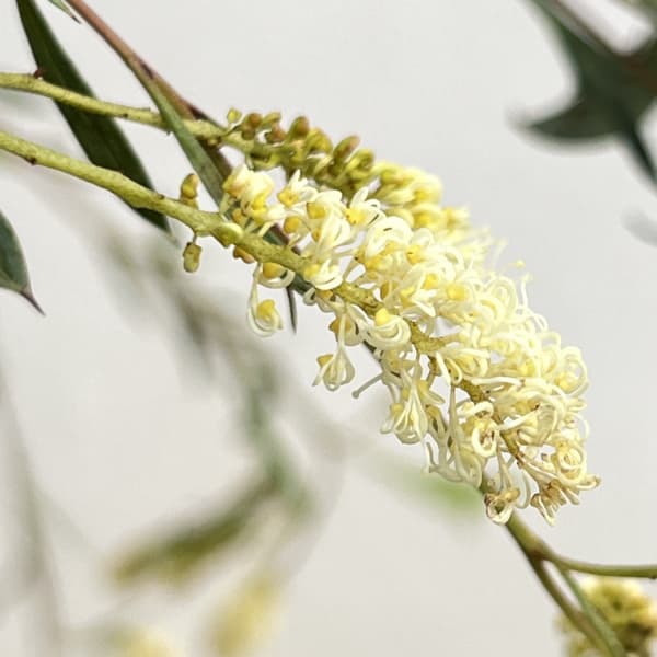 園芸ネット本店｜グレビレア：シナフィー（シナフェア） 5号鉢植え の