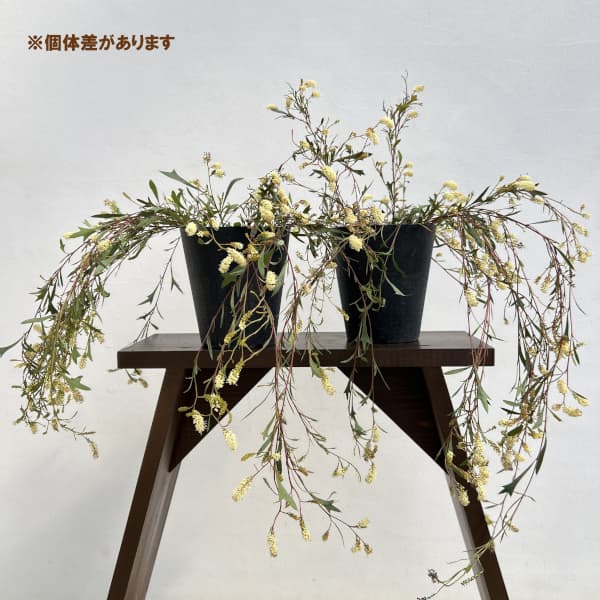 グレビレア:シナフィー(シナフェア) 5号鉢植え