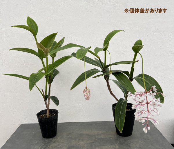 [サマーセール]（わけあり特価）メディニラ：クラサタ ハイブリッド4.5号ポット