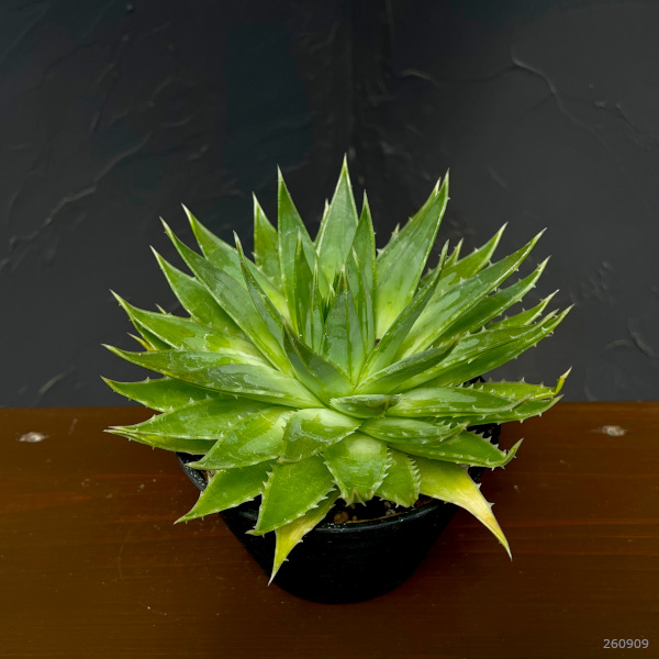 アロエ:ポリフェラ 5号鉢植え
