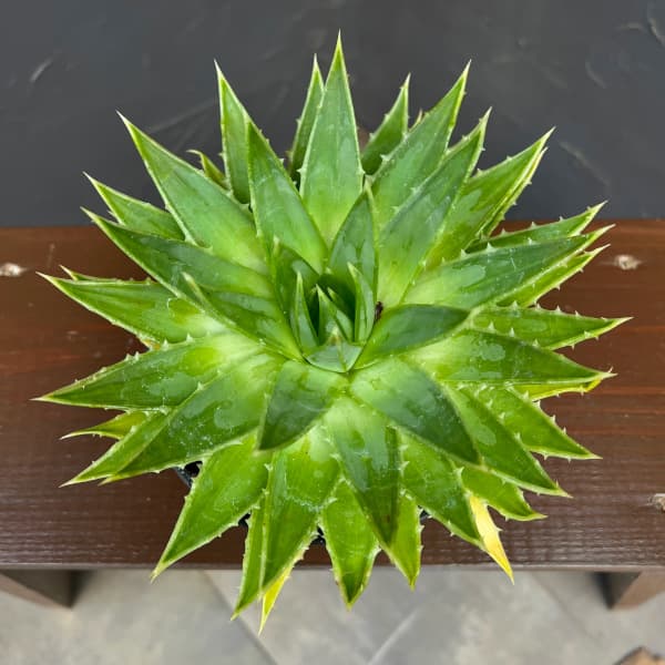 アロエ:ポリフェラ 5号鉢植え