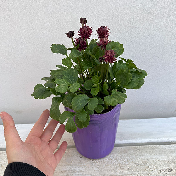 ラナンキュラス：アヤリッチ　トリトン3.5号ポット