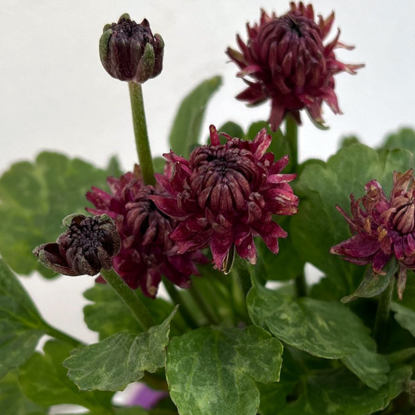 ラナンキュラス：アヤリッチ　トリトン3.5号ポット