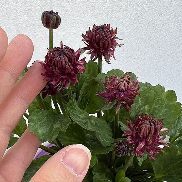 ラナンキュラス：アヤリッチ　トリトン3.5号ポット