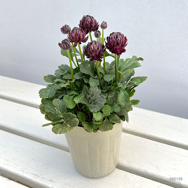 ラナンキュラス：アヤリッチ　トリトン3.5号ポット