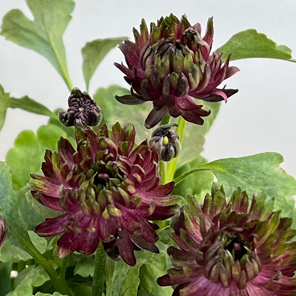 ラナンキュラス：アヤリッチ　トリトン3.5号ポット