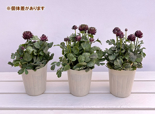 ラナンキュラス：アヤリッチ　トリトン3.5号ポット