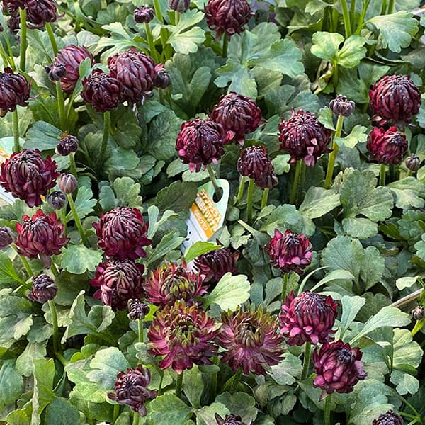 ラナンキュラス：アヤリッチ　トリトン3.5号ポット