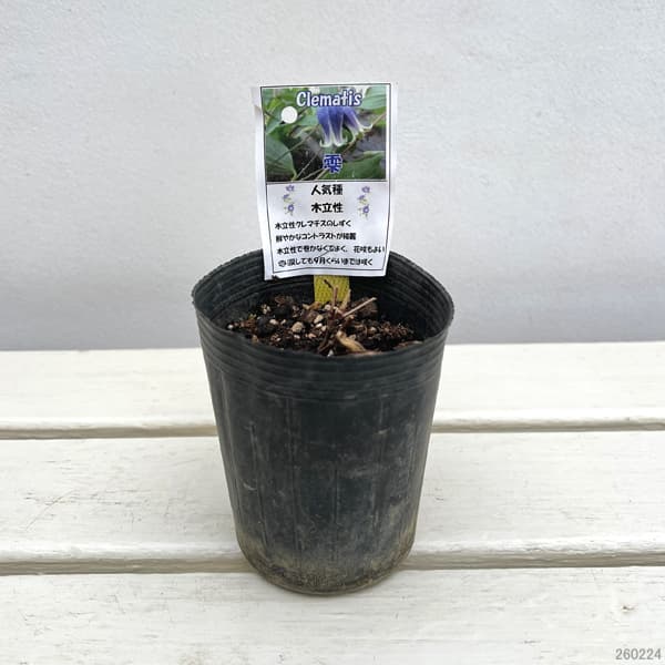 クレマチス：しずく（雫）3-3.5号ポット
