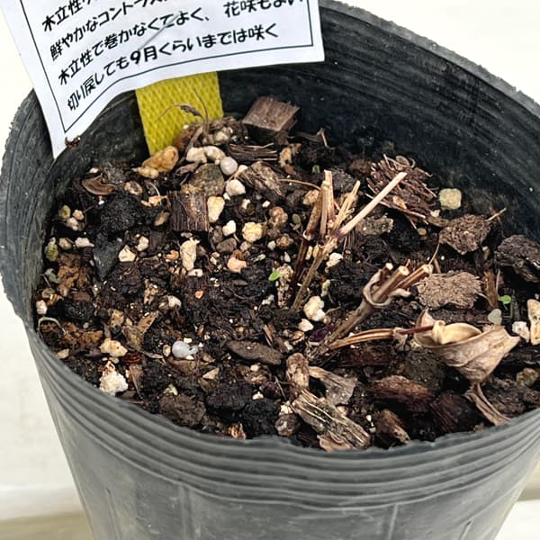 クレマチス：しずく（雫）3-3.5号ポット