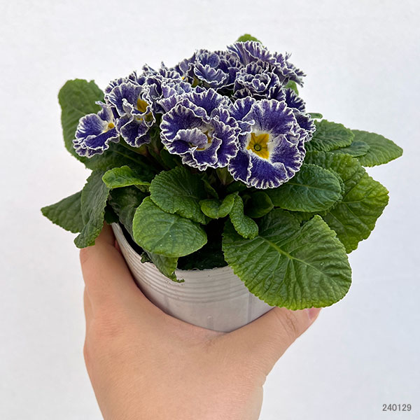 プリムラ：シルバーブルー3.5号ポット