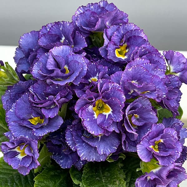 プリムラ：シルバーブルー3.5号ポット