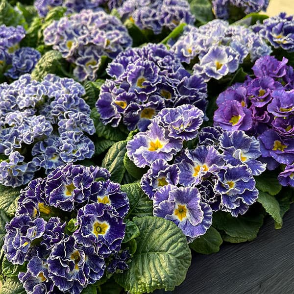 プリムラ：シルバーブルー3.5号ポット