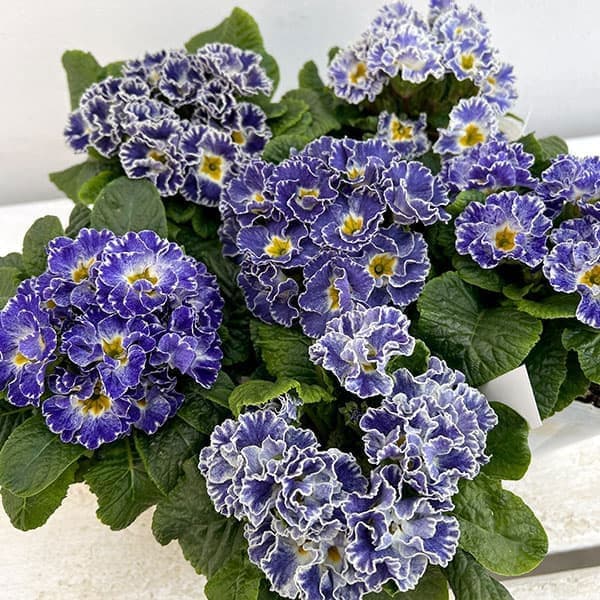 プリムラ：シルバーブルー3.5号ポット