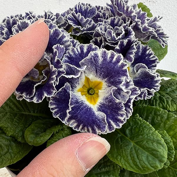 プリムラ：シルバーブルー3.5号ポット