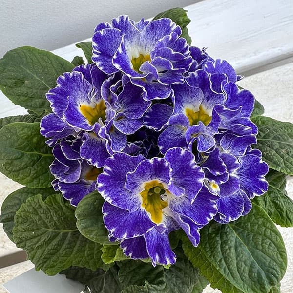 プリムラ：シルバーブルー3.5号ポット