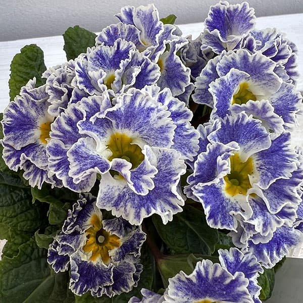 プリムラ：シルバーブルー3.5号ポット