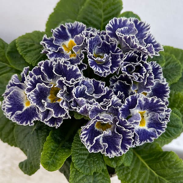 プリムラ：シルバーブルー3.5号ポット