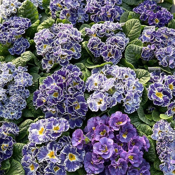 プリムラ：シルバーブルー3.5号ポット