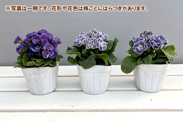 プリムラ：シルバーブルー3.5号ポット