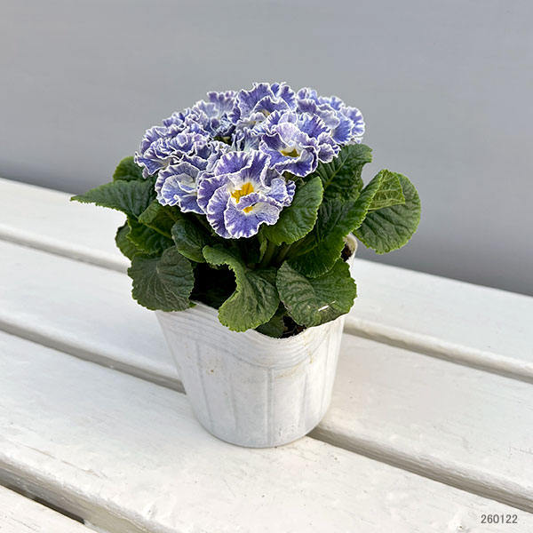 プリムラ：シルバーブルー3.5号ポット