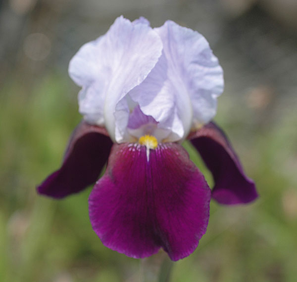 ジャーマンアイリス：ヘレンコーリングウッド 地堀苗 の通販