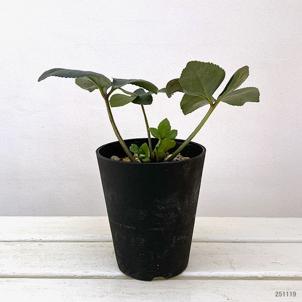 クリスマスローズ：*HGC 雪の妖精　リン4.5号ポット