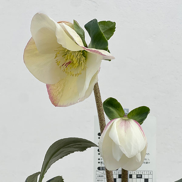 クリスマスローズ：*HGC 雪の妖精　リン4.5号ポット