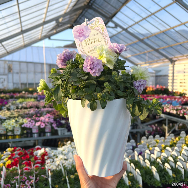 ペチュニア：パニエ 2色植え（レモン＆ピンクアイス）5号鉢植え