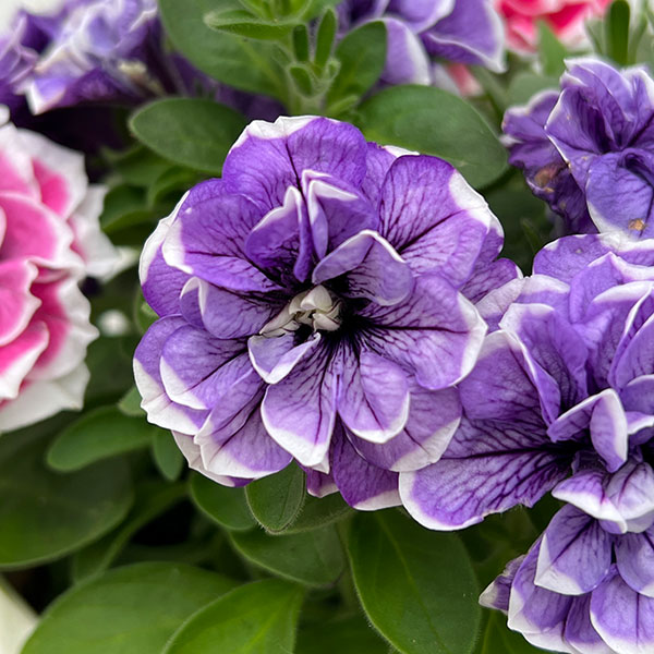 ペチュニア：花衣2色植え（瑠璃静＆紅水晶）5号鉢植え