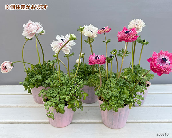 【お1人様1ポット】アネモネ：アンアリス（花色いろいろ）3.5号ポット