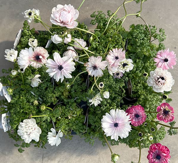 【お1人様1ポット】アネモネ：アンアリス（花色いろいろ）3.5号ポット