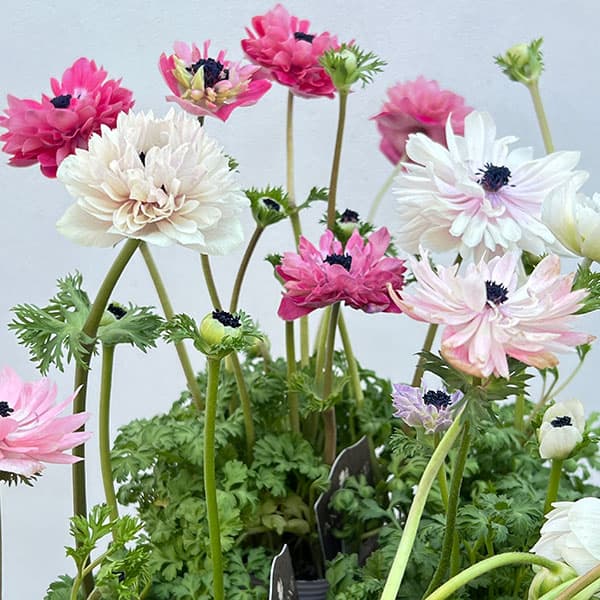 【お1人様1ポット】アネモネ：アンアリス（花色いろいろ）3.5号ポット