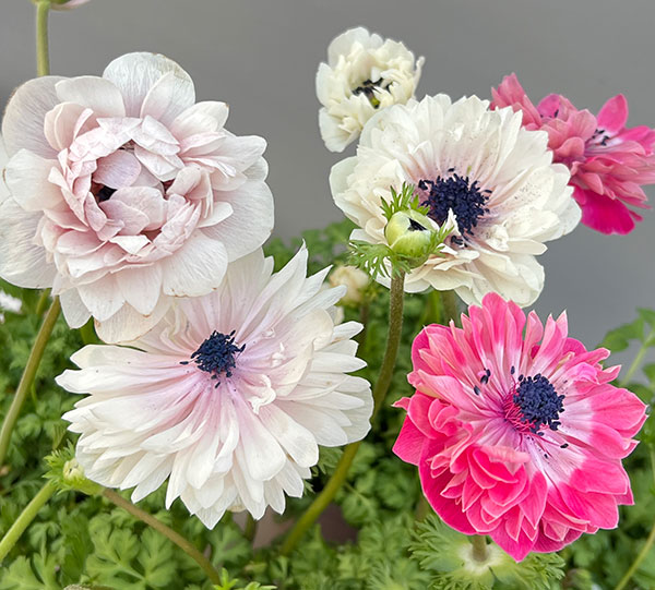 【お1人様1ポット】アネモネ：アンアリス（花色いろいろ）3.5号ポット