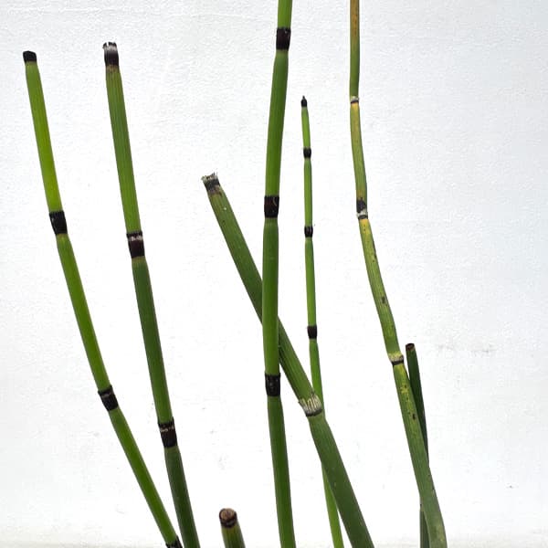 水生植物：トクサ3号ポット