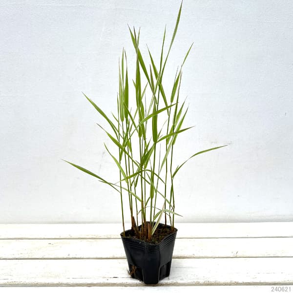 園芸ネット本店｜水生植物：フイリクサヨシ3号ポット の通販【公式】