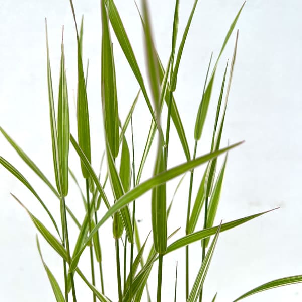 水生植物：フイリクサヨシ3号ポット