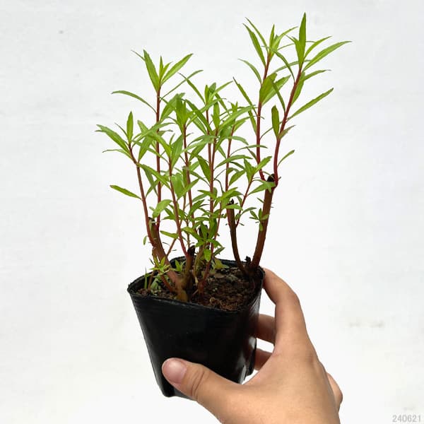 水生植物:タコノアシ3号ポット