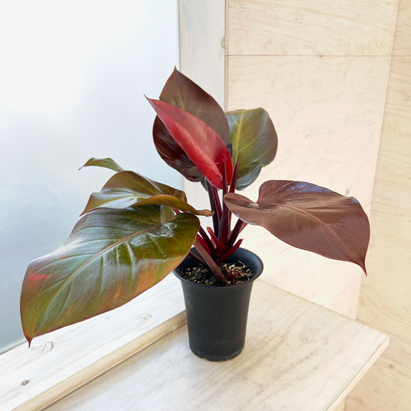 フィロデンドロン:インペリアルレッドセレクト株 5号鉢植え
